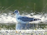 Sabine's Gull_J4X3626