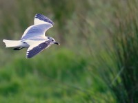 Sabine's Gull_J4X3703