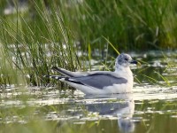 Sabine's Gull_J4X3709