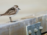 Semi-palmated Sandpiper_J4X6594