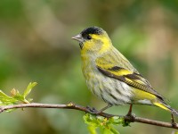 Siskin_J4X9635