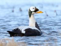 Spectacled Eider_J4X1157