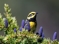 Townsend's Warbler_J4X9672