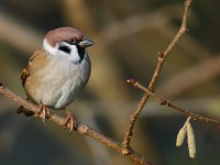 Tree Sparrow_J4X1235