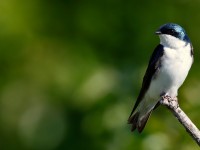 Tree Swallow_J4X8615