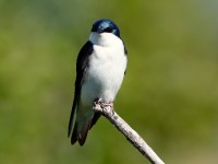 Tree Swallow_J4X8621