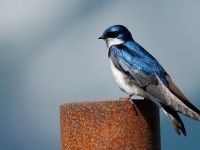 Tree Swallow_J4X9744