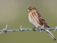 Twite_J4X0403