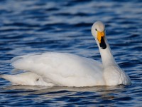 WHOOPER SWAN_J4X6721
