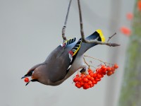 Waxwing_J4X9489