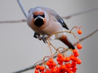 Waxwing_J4X9606