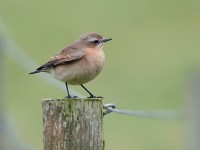 Wheatear_J4X6556