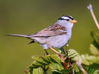 White-crowned Sparrow_J4X8410