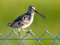 Wilson's Snipe_J4X6120