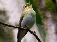 Wood Warbler 1_J4X1541