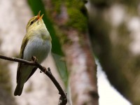 Wood Warbler_J4X1540