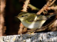 YELLOW-BROWED WARBLER_J4X6816