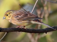 Yellowhammer female_S1Q2880