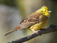 Yellowhammer male_S1Q2924