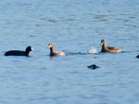 American Wigeon _J4X7808
