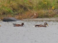 American Wigeon_J4X5393