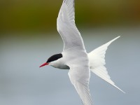 Arctic Tern _J4X0464