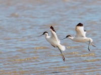 Avocets _S1Q7559