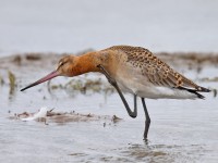 Black-tailed Godwit _J4X4049