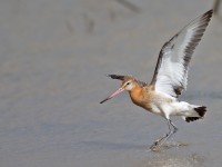Black-tailed Godwit_J4X4029