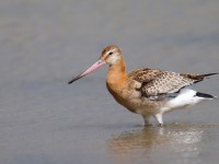 Black-tailed Godwit_J4X4033