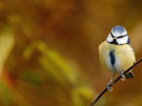 Blue Tit _J4X6408