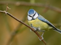 Blue Tit _J4X7116