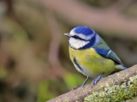 Blue Tit_Low Res M2A1085