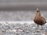 Bonxie_J4X1197