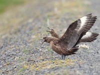 Bonxie_J4X1770