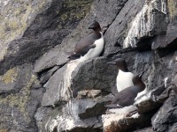 Brunnich's Guillemot _J4X8821