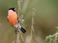 Bullfinch _J4X8988