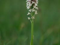 Burnt-tip Orchid _M2A0012_1