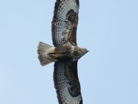 Buzzard _J4X6708