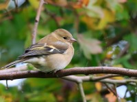 Chaffinch Low Res _M2A0840