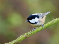 Coal Tit _M2A1566
