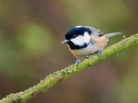 Coal Tit _M2A1567
