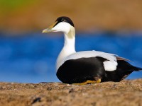 Common Eider drake _J4X7088