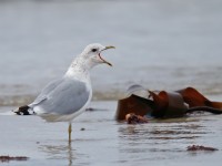 Common Gull _J4X4517