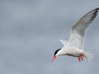 Common Tern _J4X6618