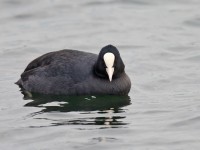 Coot _J4X6900