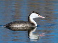 GCGrebe _J4X8123