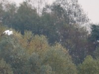 GW Egret _J4X6997 copy