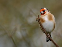 Goldfinch _J4X7076