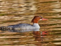 Goosander _J4X9341